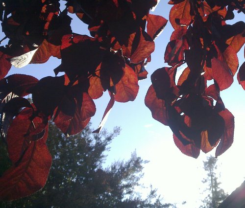 Shadow and light
